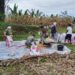 Panen Jagung 2 Ton di Pakpak Bharat, Aksi Babinsa Turun Langsung ke Ladang Jadi Sorotan Warga