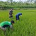 Optimalkan Pertumbuhan padi, Babinsa Ngembul Bantu Petani Bersihkan Rumput Liar