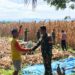Babinsa 07/Pauh Kambar Komsos Dengan Petani Jagung Di Daerah Wilayah Binaan  Nagari Kampung Galapung