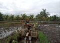 Dukung Program Pertanian, Babinsa Tinjau Pengerjaan Talut Pengairan Sawah