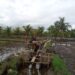 Dukung Program Pertanian, Babinsa Tinjau Pengerjaan Talut Pengairan Sawah