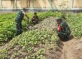 Babinsa Dampingi Petani di Susoh Rawat Budidaya Kedelei