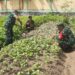 Babinsa Dampingi Petani di Susoh Rawat Budidaya Kedelei