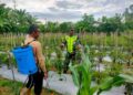 Koptu Irwan Aktif Dampingi Petani, Optimalkan Hasil Pertanian Cabai Merah