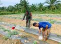 Babinsa dan Petani Kompak Rawat Semangka, Ketahanan Pangan Makin Kuat