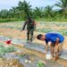 Babinsa dan Petani Kompak Rawat Semangka, Ketahanan Pangan Makin Kuat