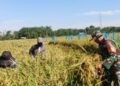 Panen Padi Bersama Petani, Babinsa Julok Pererat Kemanunggalan TNI-Rakyat
