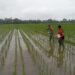 Dukung Ketahanan Pangan Nasional, Babinsa Bantu Petani di Babahrot Pemupukan Padi