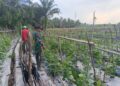 Kebersamaan Babinsa dan Petani Perkuat Ketahanan Pangan di Aceh Timur