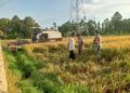 Babinsa Koramil Babahrot Dampingi Petani Panen Padi, Tonase Memuaskan