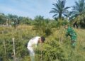 Pendampingan Babinsa Tingkatkan Semangat Petani Cabai di Aceh Timur
