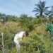 Pendampingan Babinsa Tingkatkan Semangat Petani Cabai di Aceh Timur