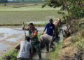 Dukung Ketahanan Pangan Nasional, Babinsa Bersama Petani di Babahrot Bersihkan Saluran Irigasi Sawah