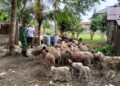 Babinsa Koramil 02/Langsa Dampingi Peternak Kambing untuk Tingkatkan Produktivitas Ternak