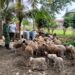 Babinsa Koramil 02/Langsa Dampingi Peternak Kambing untuk Tingkatkan Produktivitas Ternak
