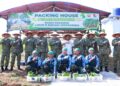 Lanud Suryadarma Panen Perdana Pisang Cavendish, Dukung Ketahanan Pangan Nasional