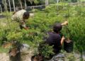 Babinsa Dampingi Petani di Babahrot Rawat Budidaya Cabai