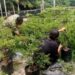 Babinsa Dampingi Petani di Babahrot Rawat Budidaya Cabai
