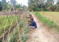 Mengawal dari Tanam Hingga Panen, Babinsa Dukung Petani Timun