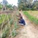 Mengawal dari Tanam Hingga Panen, Babinsa Dukung Petani Timun