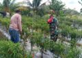 Sentuhan Babinsa di Lahan Cabai, Wujud Nyata Pendampingan TNI untuk Ketahanan Pangan di Aceh Timur