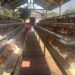 Dukung Penuh Program Presiden, Yonif 1 Marinir Bangun Fasilitas Kandang Ayam Petelur