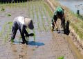 Sinergi Hanpangan, Babinsa Kotes Kopda Ari Wibowo Dampingi Petani Menanam Padi
