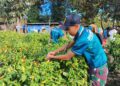 Satgas Yonarmed 12 Kostrad Dukung Ketahanan Pangan, Bantu Panen Cabai Warga di Perbatasan