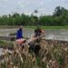 Percepat Masa Tanam, Babinsa Sumberingin Kopda Nizar Dampingi Petani Membajak Sawah