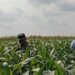 Genjot Hasil Panen Jagung, Babinsa Bantu Petani Basmi Gulma