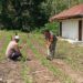 Babinsa Koramil 03/Parongil Dampingi Petani Rawat Jagung, Bukti Pendampingan Tak Hanya Sekadar Imbauan