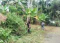 Babinsa 06/Kampung Dalam Bersama Wali Nagari Kudu Ganting dan Masyarakat Melaksanakan Goro Membersihkan Bahu Jalan