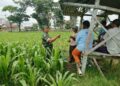 Optimalkan Hasil Panen, Serma Yuda Indra Gelar Komsos Budidaya Jagung Bersama Poktan Margo Utomo