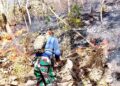 TNI-Polri dan BPBD Trenggalek Berhasil Padamkan Kebakaran Hutan Jati di Gandusari