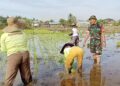 Serka Budi Aji Endro Subekti Babinsa Koramil 12/HP Berikan Pendampingan Teknis Kepada Petani Saat Penanaman Padi di Lahan Sawah