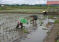 Dukung Ketahanan Pangan, Sertu Alim Santoso Dampingi Poktan Tani Makmur Tanam Padi di Jambewangi