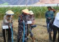 Puslatpumar 7 Lampon Dukung Program Ketahanan Pangan Nasional Melalui Penanaman Kedelai Di Banyuwangi