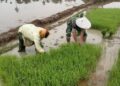 Tak Sekadar Mendampingi, Babinsa Menjadi Mitra Petani Membangun Ketahanan Pangan