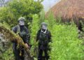 Langkah Tegas Demi Masa Depan Papua: 5.000 Batang Ganja Berhasil Diungkap Koops TNI Habema