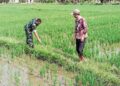 Dukung Program Ketahanan Pangan Nasional, Babinsa Ajak Petani di Susoh Intens Rawat Padi