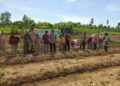 Satu Lahan, Satu Tekad: TNI-Polri dan Warga Kompak Sukseskan Penanaman Jagung Serentak