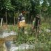 Babinsa Dorong Warga di Susoh Maksimalkan Lahan Tidue untuk Budidaya Cabai