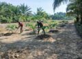 Pendampingan Babinsa Dorong Petani Terapkan Perawatan Intensif Tanaman Pepaya