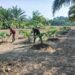 Pendampingan Babinsa Dorong Petani Terapkan Perawatan Intensif Tanaman Pepaya