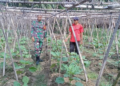 Babinsa Sertu M. Syafii Aktif Dampingi Petani Kembangkan Tanaman Hortikultura