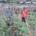 Babinsa Sertu M. Syafii Aktif Dampingi Petani Kembangkan Tanaman Hortikultura