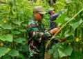 Sertu Cahyono Turun ke Kebun, Bantu Petani Panen Mentimun di Darul Aman