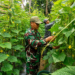 Sertu Cahyono Turun ke Kebun, Bantu Petani Panen Mentimun di Darul Aman
