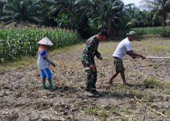 Ketahanan Pangan Dimulai dari Lahan, Babinsa Tanah Jawa Dampingi Petani Bahjambi II