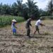 Ketahanan Pangan Dimulai dari Lahan, Babinsa Tanah Jawa Dampingi Petani Bahjambi II